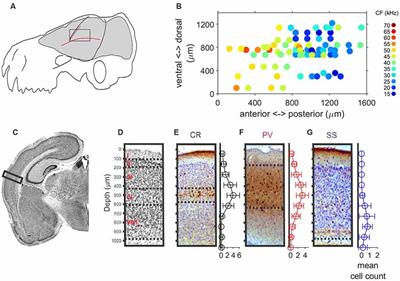 Laminar Organization of FM Direction Selectivity in the Primary Auditory Cortex of the Free-Tailed Bat